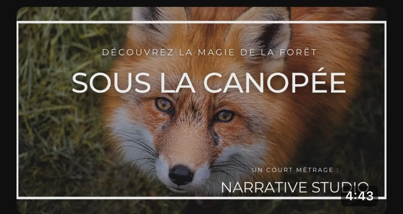 Sous la Canopée